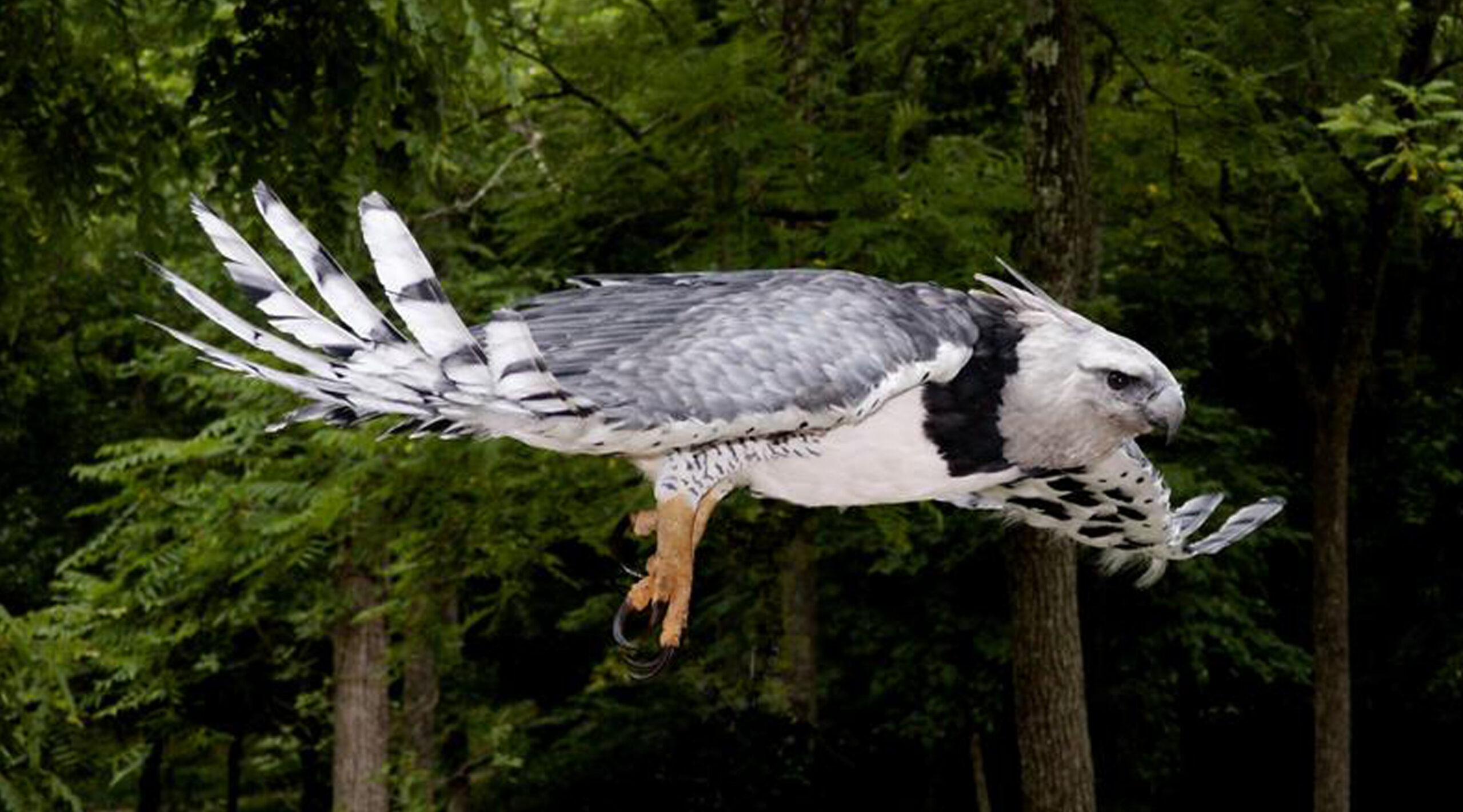 Harpy Eagle Flying